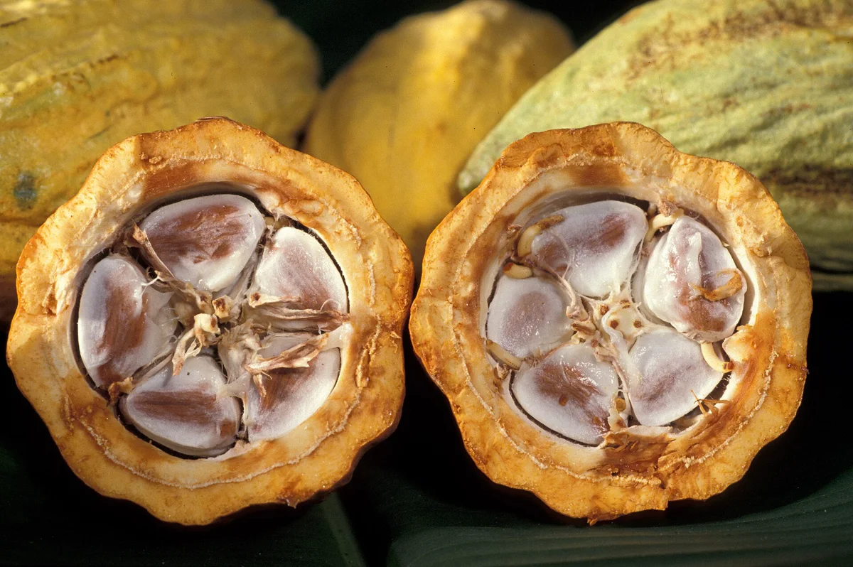 Mazorca de cacao abierta con sus semillas